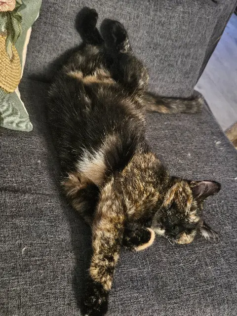 chatte lost   62400 Béthune Zeppeline
