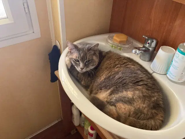 chatte lost   62172 Bouvigny-Boyeffles Zoé