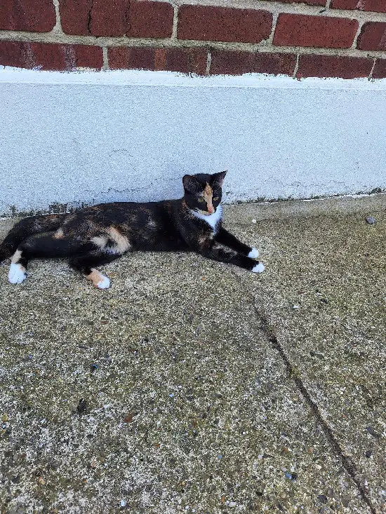 Chatte Perdue 62 Pas-de-Calais Chatte Perdue 62 Pas-de-Calais