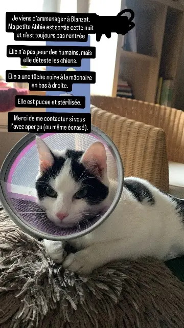 chatte lost   63112 Blanzat Abbie