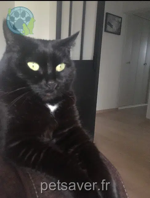Katze lost   63210 Rochefort-Montagne Bagheera