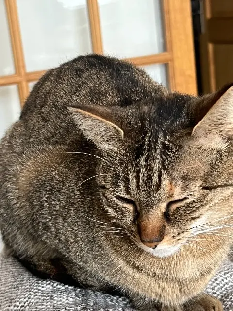 chatte lost   63110 Beaumont Belle