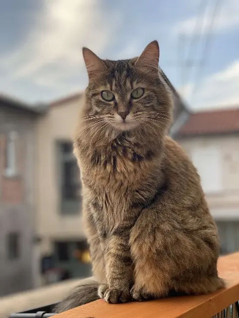chatte lost   63320 Chadeleuf Bibi