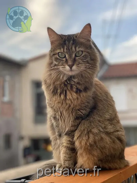 cat lost 63320 Chadeleuf Bibi cat lost 63320 Chadeleuf Bibi