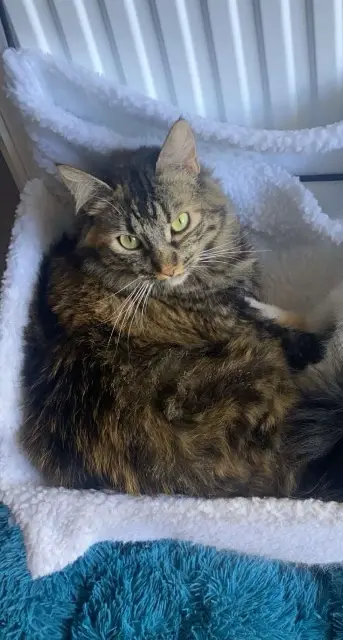 chatte lost   63350 Culhat Bouchon