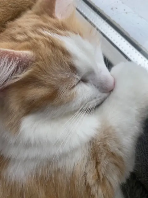 chatte lost   63260 Thuret Caramel
