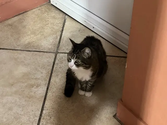 chatte lost   63122 Ceyrat Chaminette