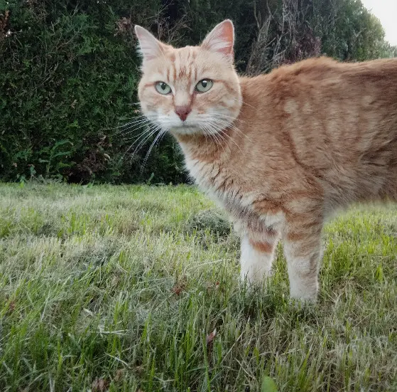Chatte Perdue 63 Puy-de-Dôme - Chipie Chatte Perdue 63 Puy-de-Dôme - Chipie