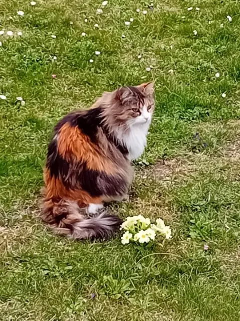 chatte lost   63118 Cébazat Choupette