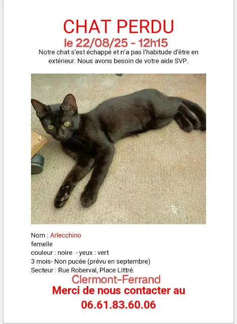 chatte lost    Clermont-Ferrand Arlecchino