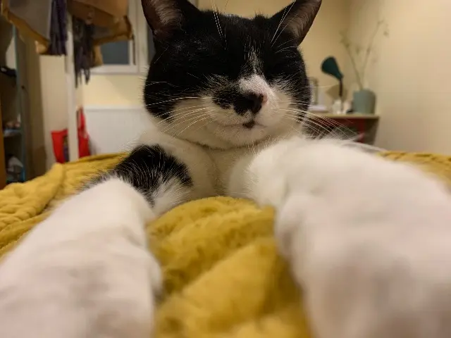 chatte lost    Clermont-Ferrand BRUCE