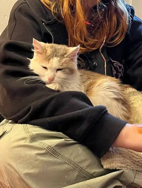 chatte lost    Clermont-Ferrand Java