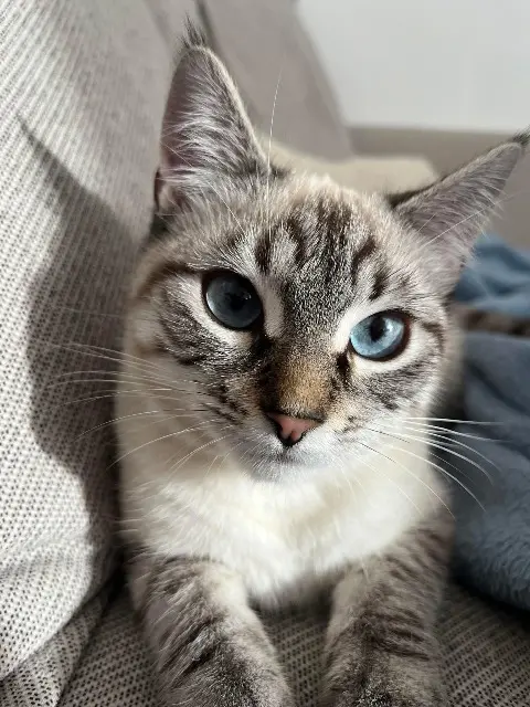 chatte lost    Clermont-Ferrand Lexi