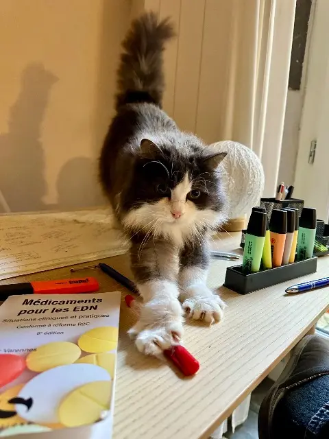 chatte lost    Clermont-Ferrand Lily