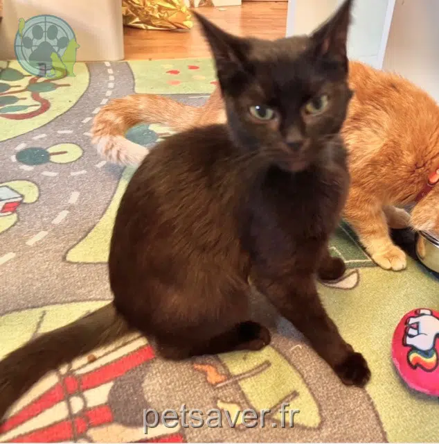 chatte lost    Clermont-Ferrand Lisette