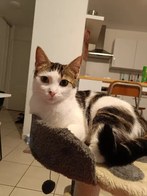 chatte lost    Clermont-Ferrand Mia