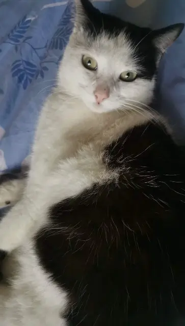 chatte lost    Clermont-Ferrand Nala