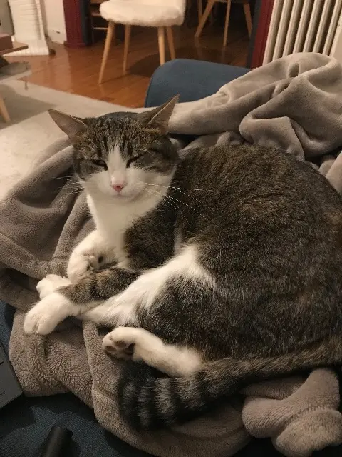 chatte lost    Clermont-Ferrand Neige