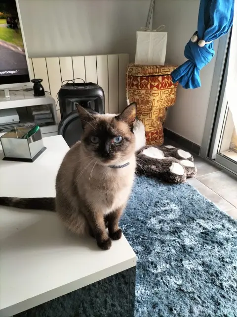 chatte lost    Clermont-Ferrand Plume