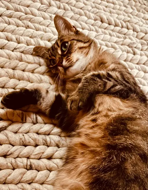 chatte lost    Clermont-Ferrand Polka