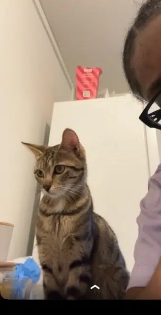 chatte lost    Clermont-Ferrand Skinny