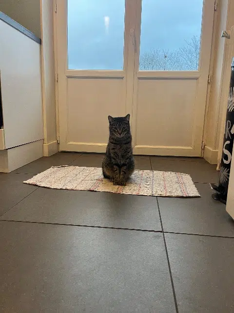 chatte lost    Clermont-Ferrand Skofia