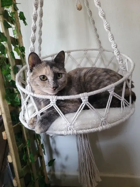 chatte lost    Clermont-Ferrand Yuzu
