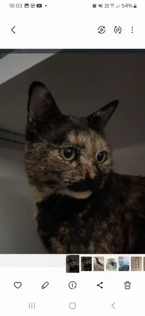 chatte lost    Clermont-Ferrand Zina
