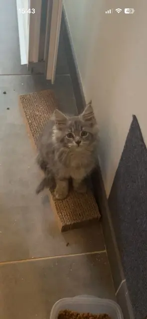 chatte lost    Clermont-Ferrand Chanel