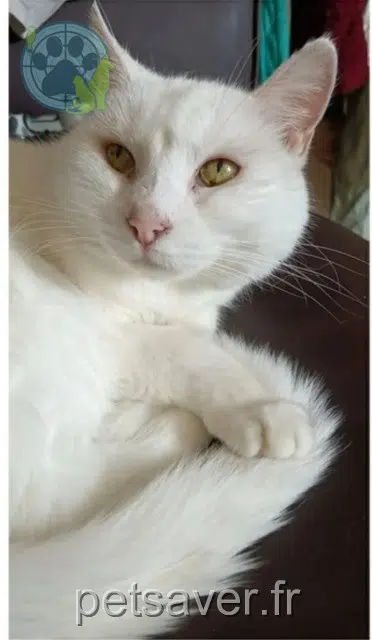 Katze lost    Clermont-Ferrand Coco