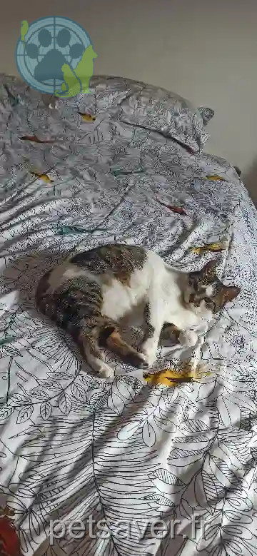 Chatte Perdue 63 Puy-de-Dôme Clermont-Ferrand - Inday Chatte Perdue 63 Puy-de-Dôme Clermont-Ferrand - Inday