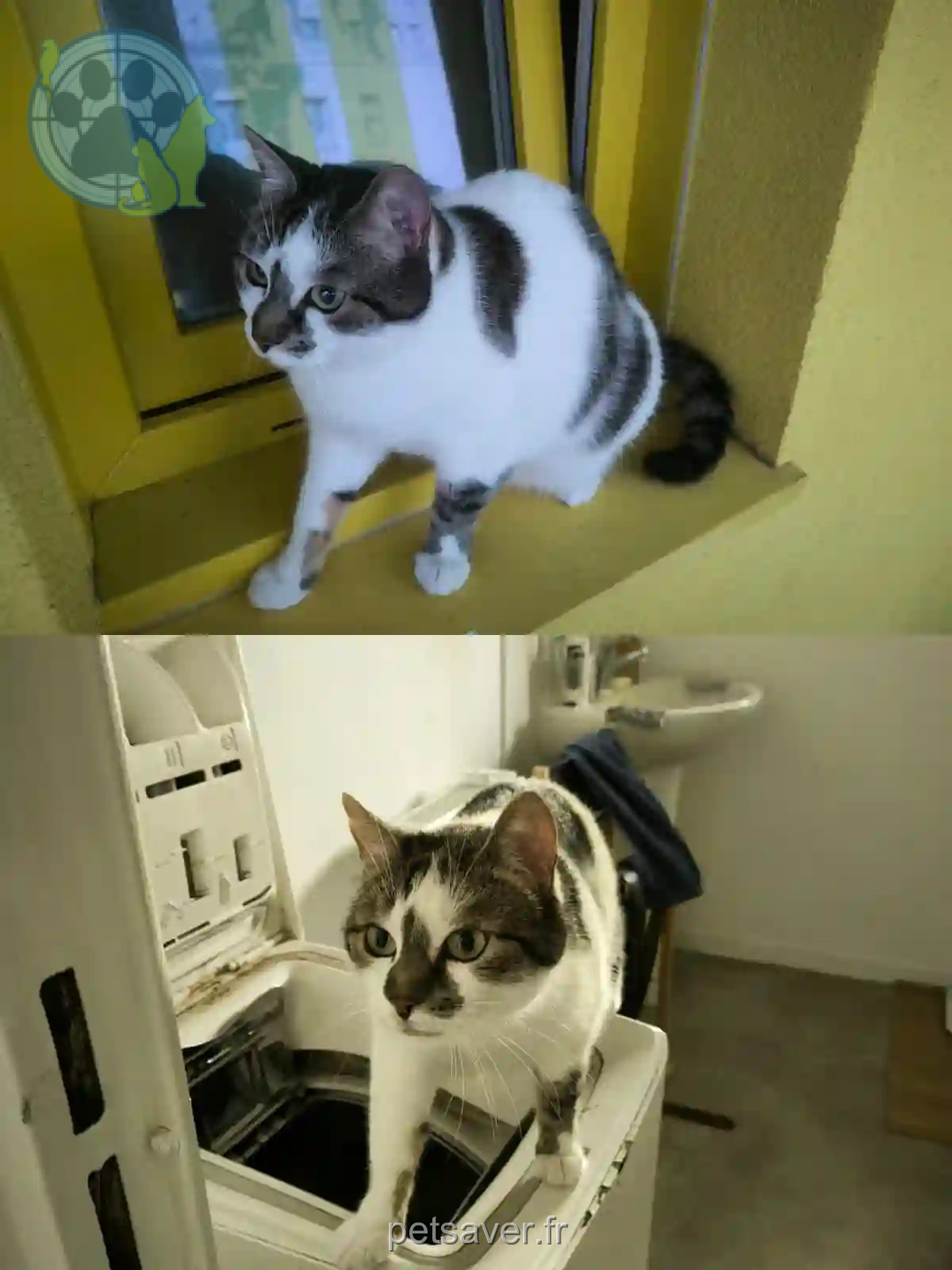 Chatte Perdue 63 Puy-de-Dôme Clermont-Ferrand - Inday Chatte Perdue 63 Puy-de-Dôme Clermont-Ferrand - Inday