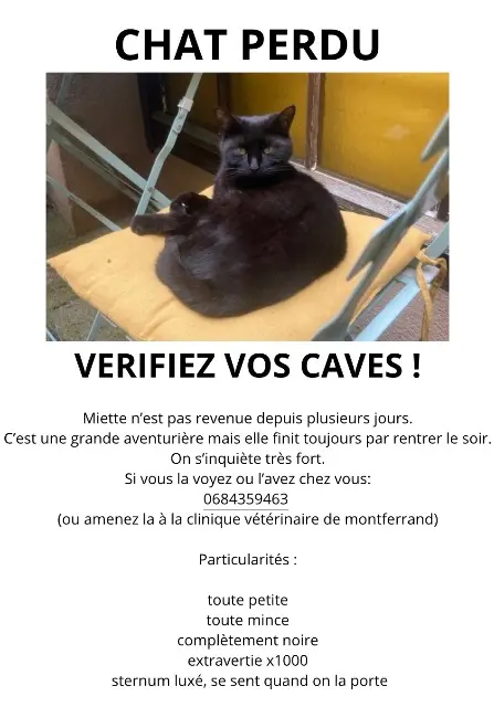 chatte lost    Clermont-Ferrand Miette