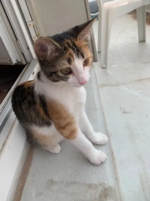 Katze vermisst Clermont-Ferrand Minerva Katze lost Clermont-Ferrand Minerva