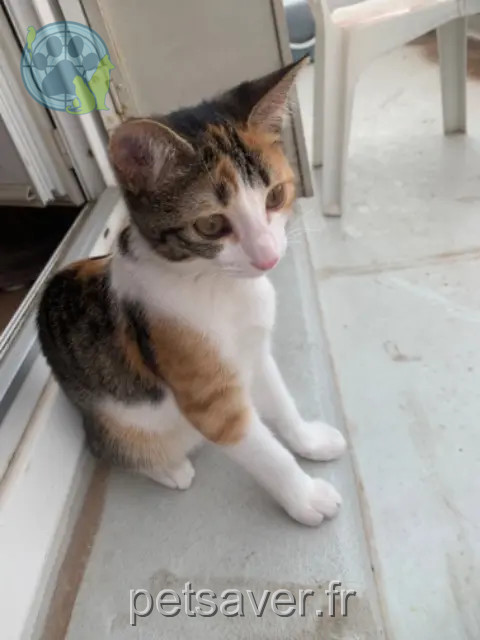 Katze vermisst Clermont-Ferrand Minerva Katze lost Clermont-Ferrand Minerva