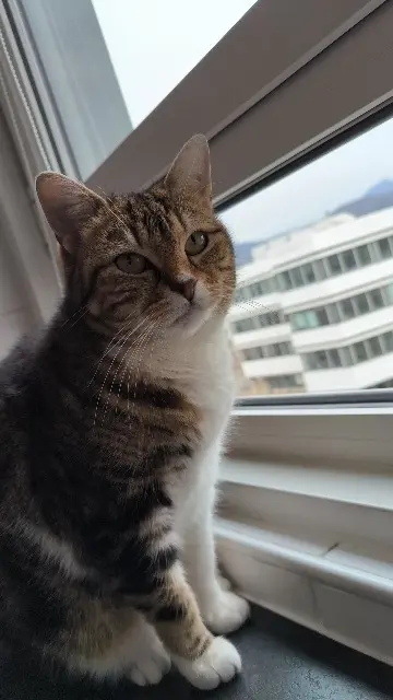 chatte lost    Clermont-Ferrand Rebelle
