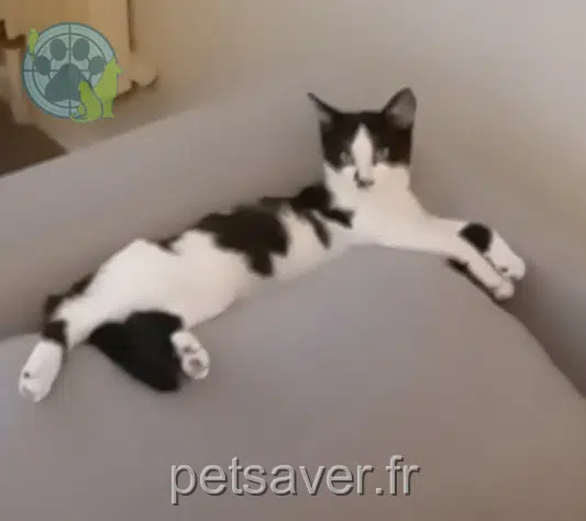 chatte lost Clermont-Ferrand Roky