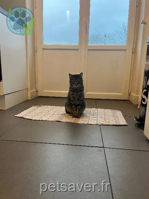 chatte lost    Clermont-Ferrand Skofia