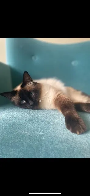chatte lost    Clermont-Ferrand Sucette