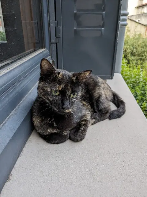 chatte lost    Clermont-Ferrand Tapenade