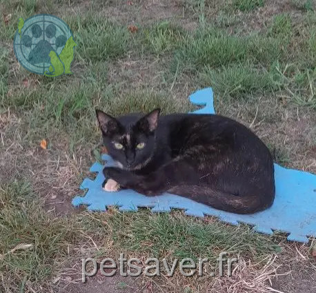 Chatte Perdue 63 Puy-de-Dôme - Cookie Chatte Perdue 63 Puy-de-Dôme - Cookie
