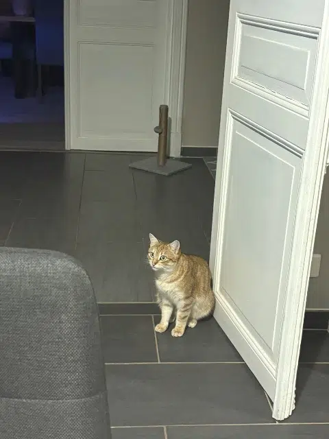 chatte lost   63350 Cravent la Vena Caramel