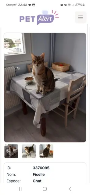 chatte lost   63110 Beaumont Ficelle