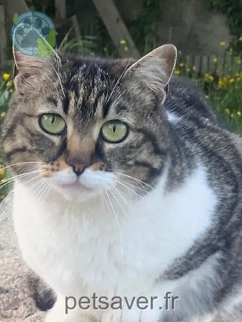 Katze lost   63410 Saint-Angel Franklin