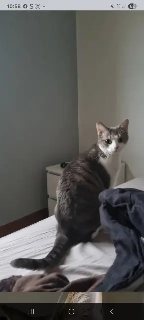 chatte lost   63360 Gerzat Groot