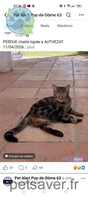 chatte lost   63114 Authezat Hulotte