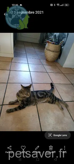 chatte lost   63114 Authezat Hulotte