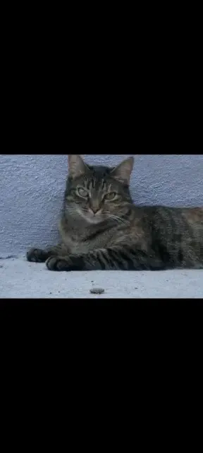 chatte lost   63530 Volvic Héra