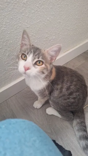 cat lost 63118 Cébazat Karma cat lost 63118 Cébazat Karma