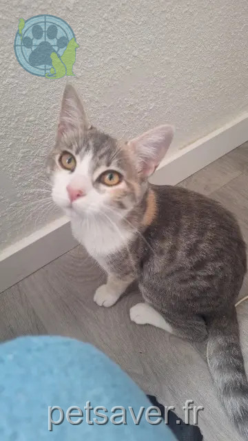 Katze vermisst 63118 Cébazat Karma Katze lost 63118 Cébazat Karma